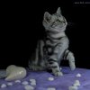 Kitten &raquo; B-Wurf &raquo; Bella