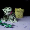Kitten &raquo; B-Wurf &raquo; Bella