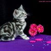 pink9w