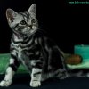Kitten &raquo; B-Wurf &raquo; Benny