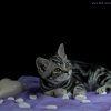 Kitten &raquo; B-Wurf &raquo; Benny