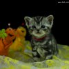 Kitten &raquo; B-Wurf &raquo; Benny
