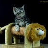 Kitten &raquo; B-Wurf &raquo; Benny