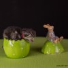 Kitten &raquo; B-Wurf &raquo; Benny