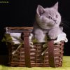 Kitten &raquo; C-Wurf &raquo; Corleone