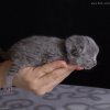 Kitten &raquo; C-Wurf &raquo; Carlo
