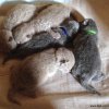 Kitten &raquo; C-Wurf