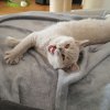 Kitten &raquo; C-Wurf &raquo; C-Wurf zuhause &raquo; Cassiopeia