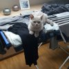 Kitten &raquo; C-Wurf &raquo; C-Wurf zuhause &raquo; Cassiopeia