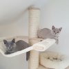 Kitten &raquo; C-Wurf &raquo; C-Wurf zuhause &raquo; Cassiopeia