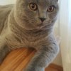 Kitten &raquo; C-Wurf &raquo; C-Wurf zuhause &raquo; Charles Mortimer