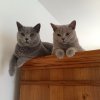 Kitten &raquo; C-Wurf &raquo; C-Wurf zuhause &raquo; Charly