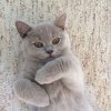 Kitten &raquo; C-Wurf &raquo; C-Wurf zuhause &raquo; Corleone