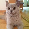 Kitten &raquo; C-Wurf &raquo; C-Wurf zuhause &raquo; Corleone