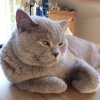 Kitten &raquo; C-Wurf &raquo; C-Wurf zuhause &raquo; Corleone