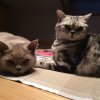Kitten &raquo; C-Wurf &raquo; C-Wurf zuhause &raquo; Corleone