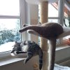 Kitten &raquo; C-Wurf &raquo; C-Wurf zuhause &raquo; Corleone