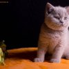 Kitten &raquo; C-Wurf &raquo; Corleone