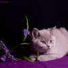 Kitten &raquo; C-Wurf &raquo; Corleone