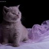 Kitten &raquo; C-Wurf &raquo; Corleone