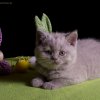 Kitten &raquo; C-Wurf &raquo; Corleone