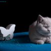 Kitten &raquo; C-Wurf &raquo; Corleone