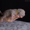 Kitten &raquo; C-Wurf &raquo; Corleone