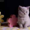 Kitten &raquo; C-Wurf &raquo; Cassiopeia