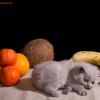 Kitten &raquo; C-Wurf &raquo; Charly