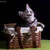Kitten &raquo; D-Wurf &raquo; Dusty