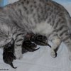 Kitten &raquo; D-Wurf