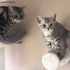 Kitten &raquo; D-Wurf &raquo; D-Wurf zuhause &raquo; Darwin