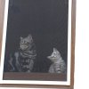 Kitten &raquo; D-Wurf &raquo; D-Wurf zuhause &raquo; Darwin
