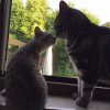 Kitten &raquo; D-Wurf &raquo; D-Wurf zuhause &raquo; Darwin