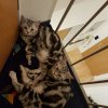 Kitten &raquo; D-Wurf &raquo; D-Wurf zuhause &raquo; Dexter