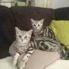 Kitten &raquo; D-Wurf &raquo; D-Wurf zuhause &raquo; Dexter