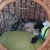 Kitten &raquo; D-Wurf &raquo; D-Wurf zuhause &raquo; Dexter