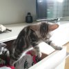 Kitten &raquo; D-Wurf &raquo; D-Wurf zuhause &raquo; Dino