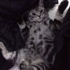 Kitten &raquo; D-Wurf &raquo; D-Wurf zuhause &raquo; Dusty