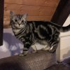 Kitten &raquo; D-Wurf &raquo; D-Wurf zuhause &raquo; Dusty