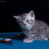 Kitten &raquo; D-Wurf &raquo; Darwin
