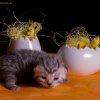 Kitten &raquo; D-Wurf &raquo; Darwin