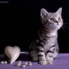 Kitten &raquo; D-Wurf &raquo; Dino