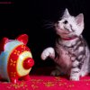 Kitten &raquo; D-Wurf &raquo; Dexter