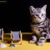 Kitten &raquo; D-Wurf &raquo; Dusty