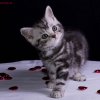 Kitten &raquo; D-Wurf &raquo; Dusty