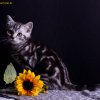 Kitten &raquo; E-Wurf &raquo; Emil