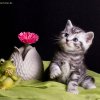 Kitten &raquo; E-Wurf &raquo; Emil