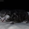 Kitten &raquo; E-Wurf &raquo; Earl Benjamin