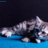 blau_11w